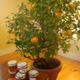 Image for article titled The Main Ingredient: Mom's Orange Tree